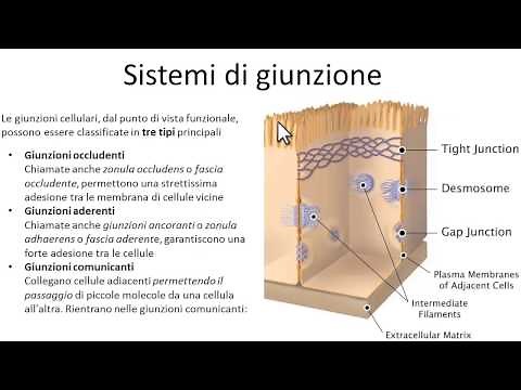 Cell junction systems. Cell junction biology
