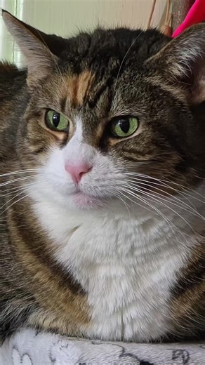 #CapCut #cats #cartoon #catsoftiktok #fypviraltiktok🖤シ゚☆♡