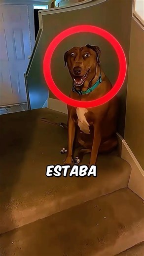 ELLA se despertó DURANTE la MADRUGADA con su PERRO y PASA ESTO...😨#parati #youtubeshorts