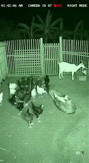 Caught On Camera: Goat Chaos!