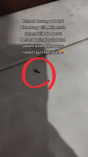 Effective Cockroach Control Tips for Your Home