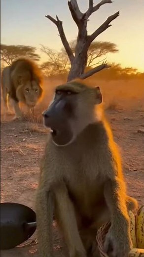 Monkey vs Lion 😱 | The Bravest Jungle Moment Ever