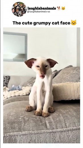 the cute grumpy cat face🐱 #cat #funnycat #cats #foryou #fyp #funny#funnyvideos #angr