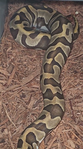 This Beauty is About to Lay Eggs Any Day #ballpython #snake #reptiles