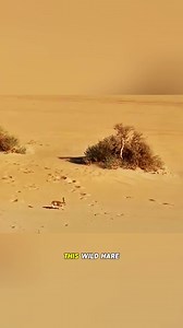 The sky king completely outplayed by a wild hare. #wildanimals #animals #fyp