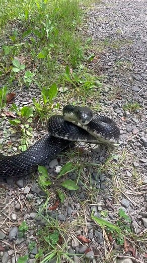 Hiking a HUGE Eastern Rat Snake