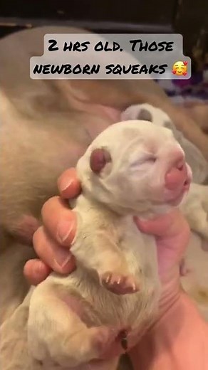 AMAZING newborn puppies.