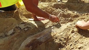 284K views · 535 shares | Construction workers in Colorado made an incredible discovery when their heavy machinery hit an 'immovable' object—a rare triceratops fossil. | National Geographic Animals | Facebook