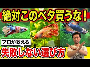 [You'll never go wrong] Professionals teach you how to choose a betta and recommend the best spec...