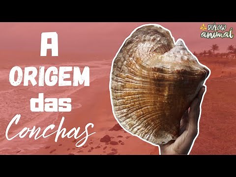 Você sabe de onde vem as conchas?