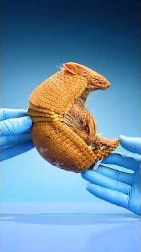 What's Inside an Armadillo Shell?