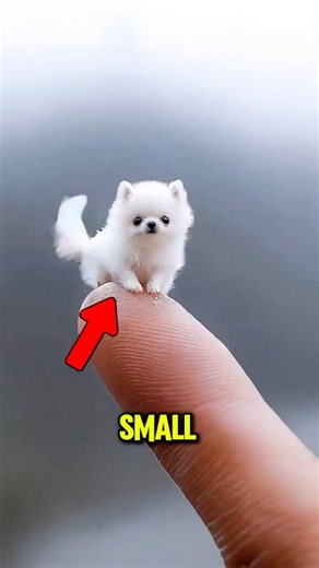 These 3 Dogs Are SO Tiny! 🐶😱 #shorts