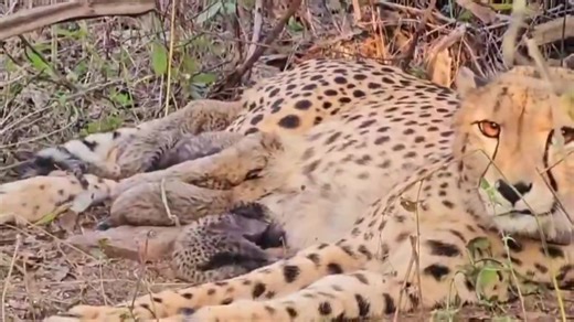 Historic milestone for India’s conservation efforts! Indian-born cheetah Mukhi has given birth to five cubs, marking a major breakthrough in the country’s cheetah reintroduction initiative. Mukhi has now become the first Indian-born cheetah in recent history to reproduce. | All India Radio News