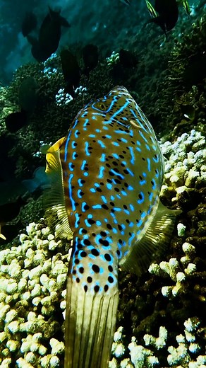 Poisson Lime Gribouillé 💦💙🇷🇪 Bourse balai en créole... Encore une œuvre d'art de la nature, adepte de la nage latérale, il peut avancer la tête en bas... capable de changer de couleur pour se faire fondre dans son environnement... #reunion #reunionisland #iledelareunion #snorkeling | Stéphane Avril