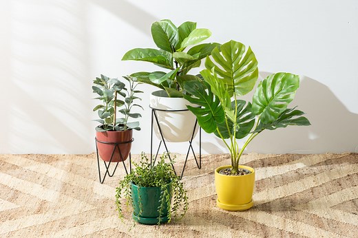 No Green Thumb? These Popular Houseplants Are Hard to Kill