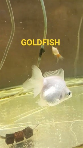 GOLDFISH#fish#fs