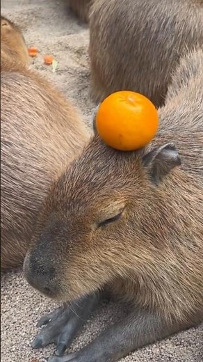 🎧 What Does a Capybara Sound Like? You’re About to Find Out! | #CapybaraSounds #ChillAnimals