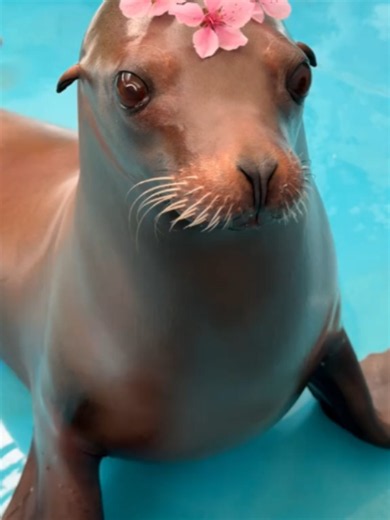 #sealion #walrus #seal #fyp #vira | sea lion