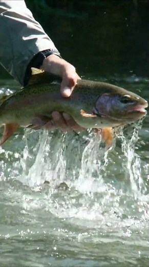 Wild Rainbow Trout on the Deschutes River | Fly Fishing Oregon