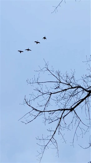 Ducks Flying Overhead. #Duck #Birds #Nature #Wildlife #Animals #Waterfowl #ytshorts #asmr #Shorts.