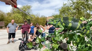 Here at the Phoenix Zoo we have quite a few radical reptiles and amazing amphibians, and you can see them firsthand! Our rattlesnake presentations, keeper chats, and animal discoveries allow you to learn a little more about these endlessly interesting creatures. 🐊 🦎 🐍 🐸 | Phoenix Zoo
