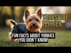 🎥 Yorkshire Terrier: Fun Facts About Yorkies You Didn't Know!