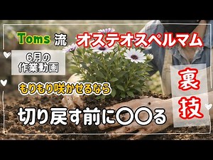 Osteospermum Pruning: How to Get Your Overgrown Plants Blooming Lushly! Watch and Give It a Try