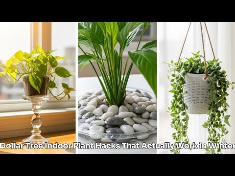 12 Dollar Tree Indoor Plant Hacks That Actually Work in Winter🔥