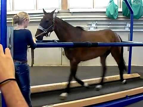 Horse's Gait