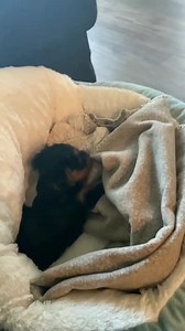 Living with a Yorkie puppy 😅❤️ | World's Cutest Yorkies