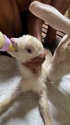 Newborn Lamb Nursing for the First Time 🐑🍼 Heartwarming First Moments!
