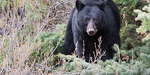 GRAPHIC: Watauga Lake anglers capture video of black bear eating white-tailed deer
