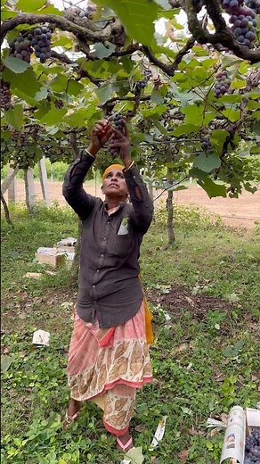 Grapes 🍇 harvesting sweet grapes 1 #farming #sweetgrapes #harvesting