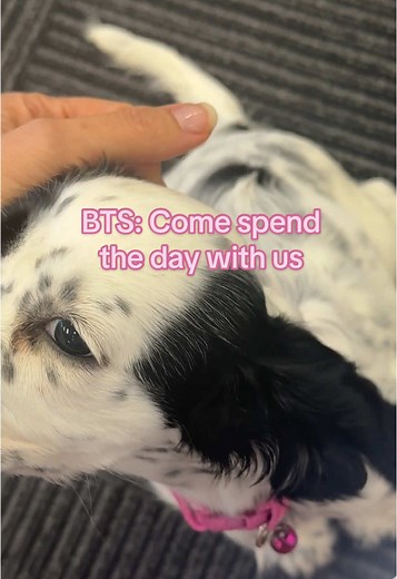 Spend the day with Smilie ✈️🐶 #bts #sydney #startup