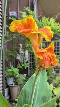 🌼庭先の花🍀カンナも夏を色どります🤍白い夏椿(シャラ)は去年の写真です。悲しいことに今年は枯れたようです😰40年の命でした🤍🍀✨異常気象が生態系を変えてしまったのでしょうか✨🍀