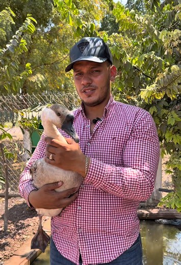 El mejor perro guardián para un rancho