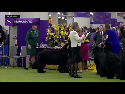 Newfoundland | Breed Judging 2025