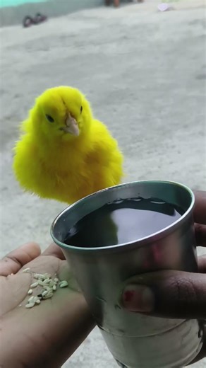 The cutest baby chick🐣🐣