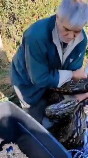 South African Rock Python