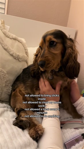 Cocker Spaniel Puppy's Funny Reactions to Rules