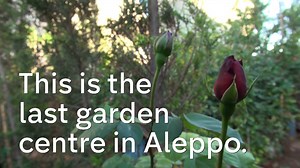 10M views · 45K reactions | He fought to preserve beauty in a world of desolation. This is the story of the last gardener in rebel-held Aleppo. | Channel 4 News | Facebook