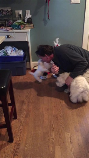 Piper gave Papa her everyday greeting and our new puppy Pickles did the same. So heartwarming ❤️ | The Piper Chronicles