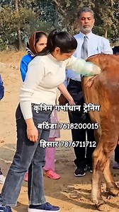 1.2M views · 4.1K reactions | Artificial insemination training institute . . #explorepage #AlTraining #doctor #training #bathinda #cow #Al #practice #sewa | AI Vetnary Doctor | Facebook