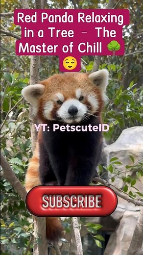 Red Panda Relaxing in a Tree – The Master of Chill 🌳😌 #redpanda夕消 #animallovers #cute #zoo