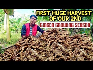 How Huge Are The Ginger Rhizomes | First Ginger Harvest | Ginger Farming In The Philippines