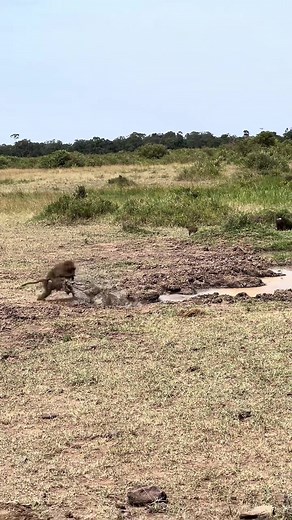 Crocodile vs Baboon: Nature's Ultimate Showdown