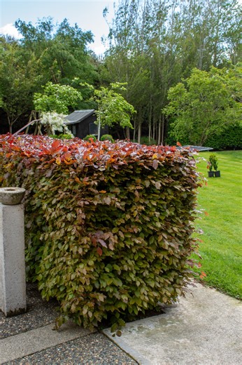 Want a hedge that looks good and really interesing in winter? Copper beech brings rich copper foliage and a dense, tidy screen when kept regularly clipped. | The Plant Store