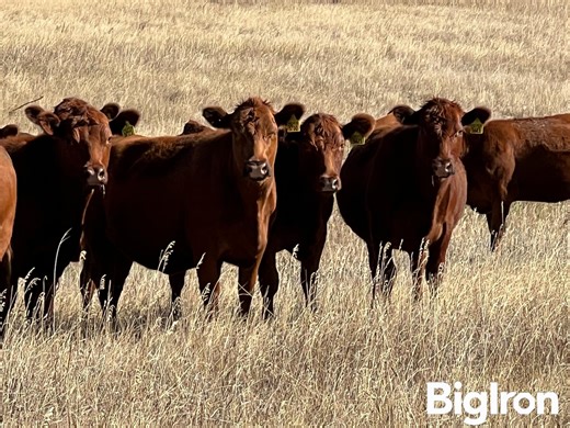 48) Red Angus 1st Calf Bred Heifers AI'd To "PIE Captain 054" (BID PER HEAD) | Livestock