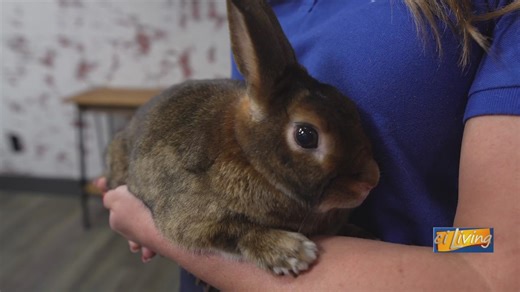 Satin rabbit animal ambassador, upcoming events | Miller Park Zoo