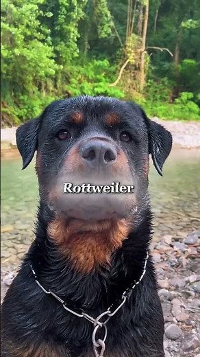 Meet the Fiercest Guard Dogs Ever